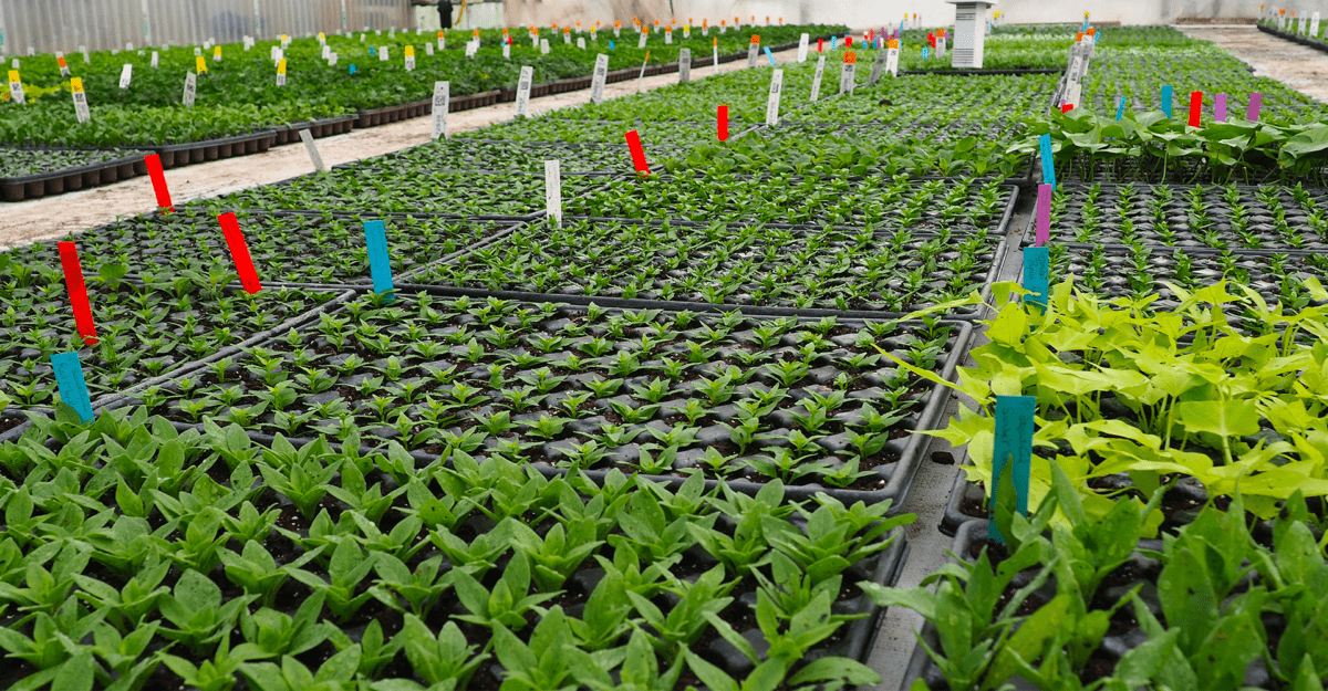 serres des ajoncs d'or